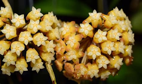Hoya sp. from Limbang - rooted cutting - Tropics @Home