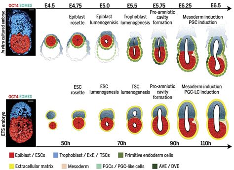 Assembly Of Embryonic And Extraembryonic Stem Cells To Mimic