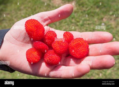 Young Mal Hand Holding Native Raspberry Fruit Hi Res Stock Photography