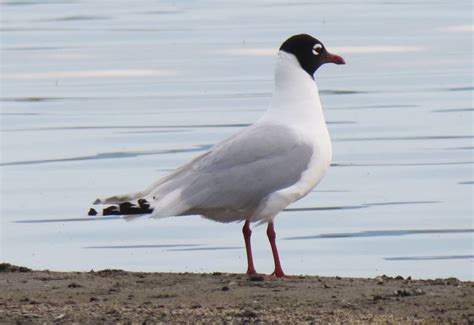 Реликтовая чайка - фото и описание, птица из Красной книги, численность