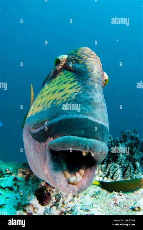 titan triggerfish balistoides viridescens collected rocks  build