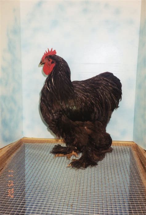 Black Cochins Standard Cochin Baby Chicks Cackle Hatchery®