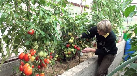 Низкорослые томаты для теплицы: лучшие сорта самоопыляемых помидор без ...