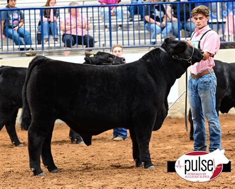 Hot Fair Premium Steer Show Brangus The Pulse