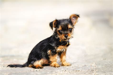 types of yorkie breeds 10