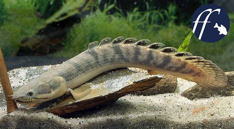 Polypterus Weeksii Ein Bisher Unbekannter Geschlechtsunterschied