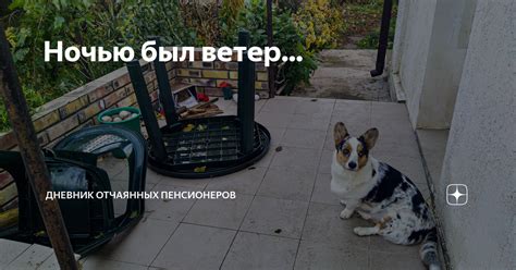Ночью был ветер... | Дневник отчаянных пенсионеров | Дзен