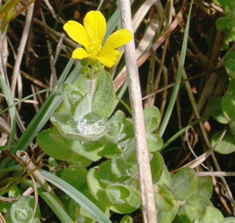 Millepertuis Des Marais D Finition Et Explications