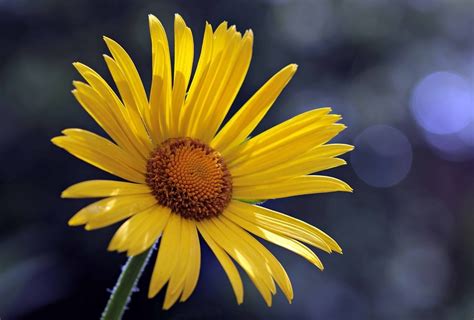 Darmowy obraz lato kwiat Płatek światło dzienne słupek flora