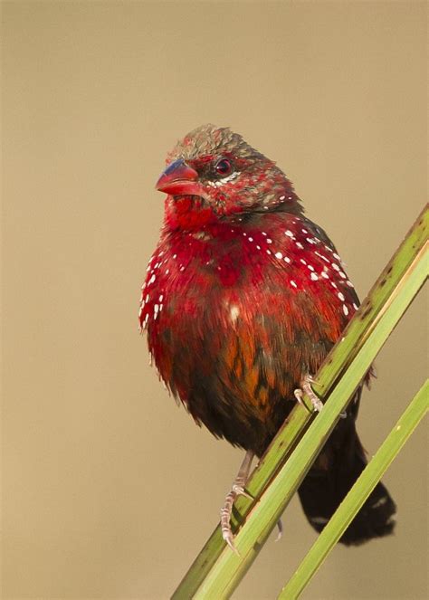 ベニスズメ 紅雀 Strawberry finch Red avadavat Red munia Amandava amandava