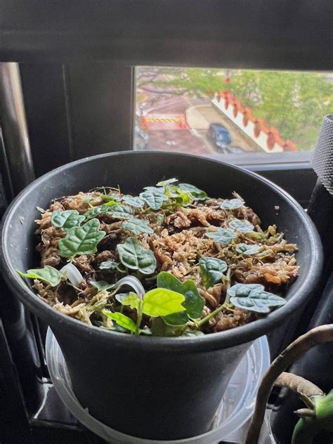 Clearance Various Plants Monstera Adansonii Albo Ficus Pumila