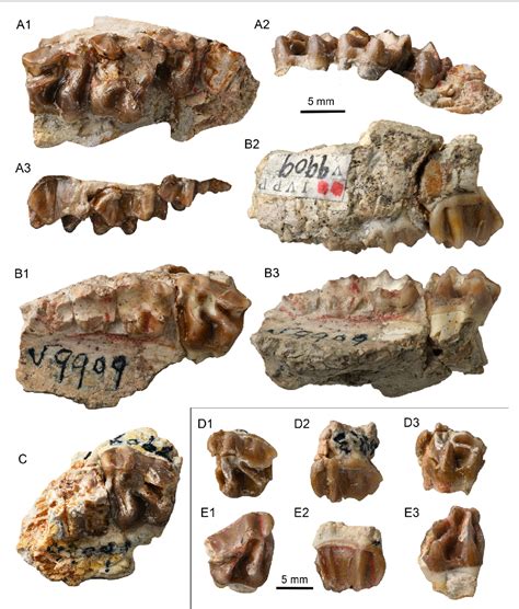 Figure 2 from Reappraisal of some perissodacyl fossils from the Middle ...