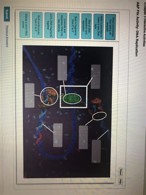 Solved DNA Replication diagram | Chegg.com