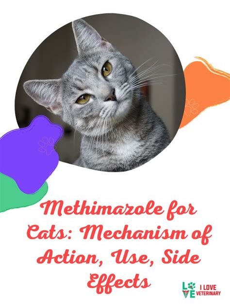 Methimazole for Cats: Mechanism of Action, Use, Side Effects - I Love Veterinary - Blog for ...