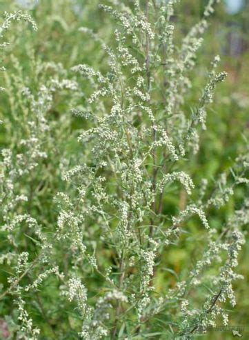 Полынь горькая (Зинаида Трубицына) / Стихи.ру