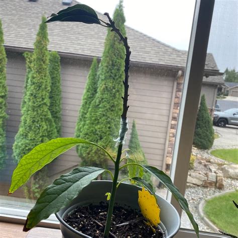 3 Hass Avocado Tree Cuttings 6 8 Live Avocado Tree Stems Scions To