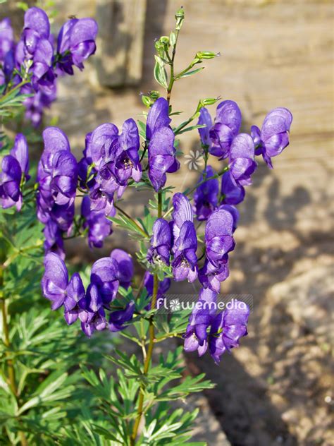 Aconitum Napellus Monkshood 100077 Flowermedia