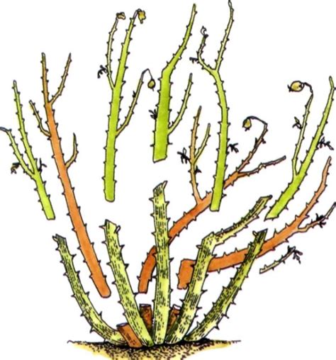 Чайно-гибридная роза: лучшие сорта, что это такое, описание