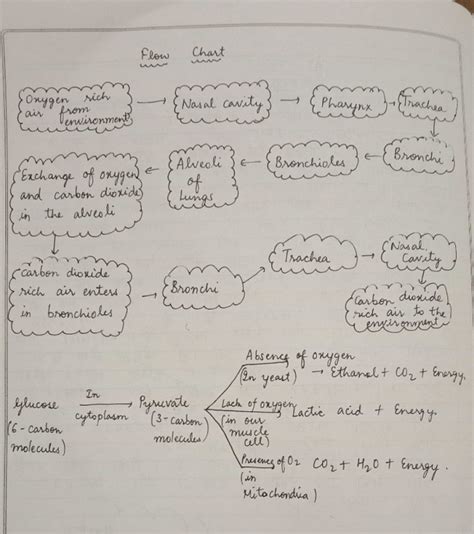 Explain Respiration System In Human Being In Flow Chart EduRev Class