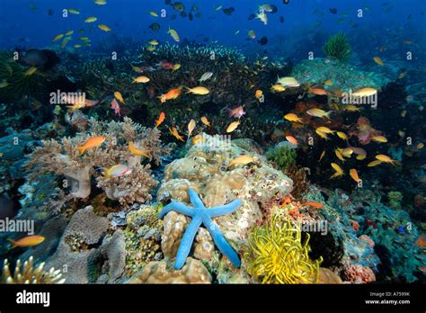 Coral Reef Scene Apo Island Philippines Stock Photo 11728638 Alamy