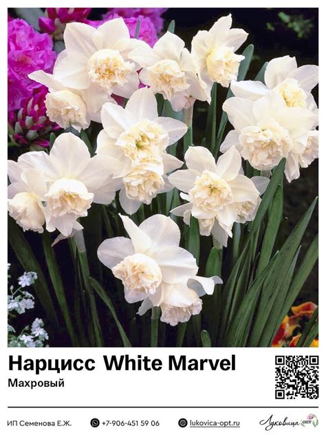 Нарцисс White Marvel (Махровый)