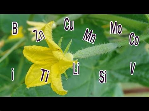 Питание растений микроэлементами - YouTube