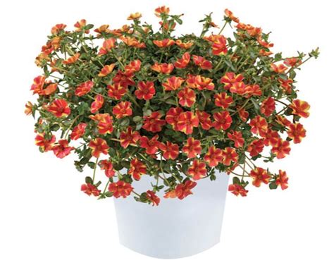 Портулак ампельный Campino Twist Red (срезы/5шт) - Завод ФЛОРА