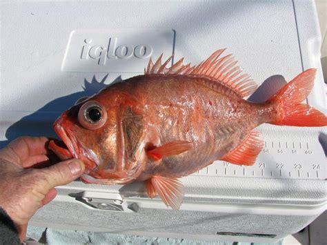 Funny Fish Names: Pink Happy and Slimehead | Sport Fishing Mag