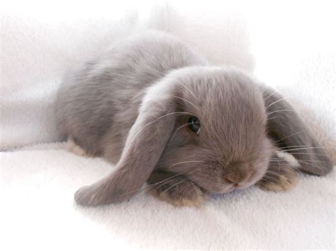 Baby Lop Eared Bunny Rabbit Konijn Dieren Beestjes