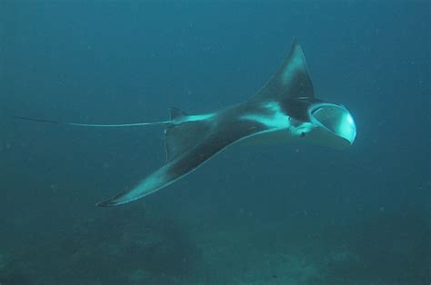 Manta Ray - Australian Natural History Images by Christine Walsh