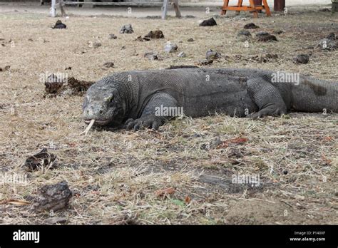 Komodo dragon at Komodo National Park in Indonesia Stock Photo - Alamy