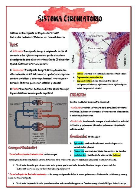 Sistema Circulatorio Histología Anatomía Apuntes de medicina