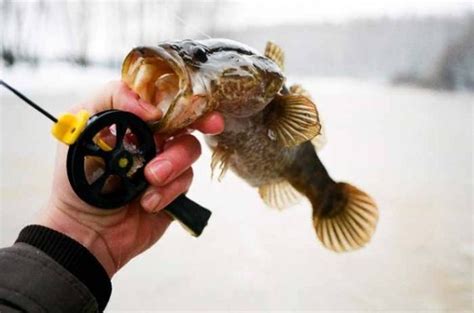 Ловля ротана зимой, выбор лучшей снасти, обзор наживок