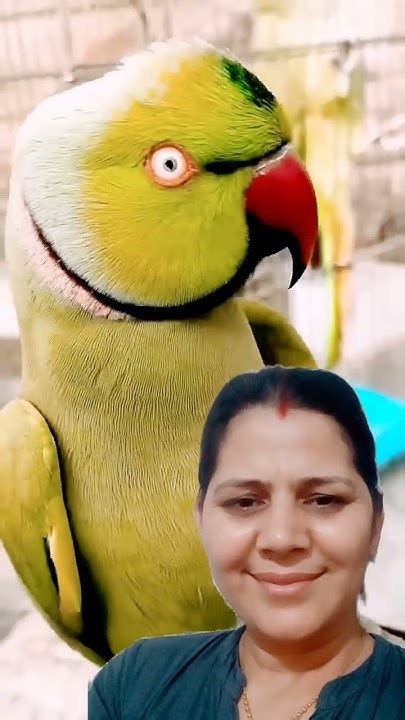 Parrot Youtube