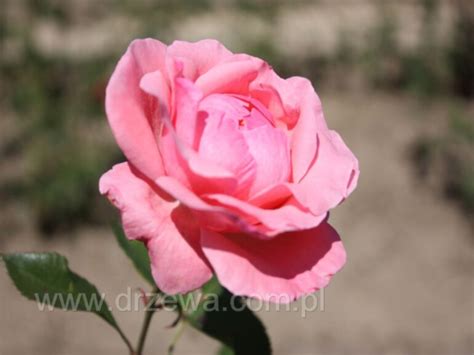 Róża 'Queen Elizabeth' (Rosa) - sadzonki w dobrej cenie | Szkółki Konieczko