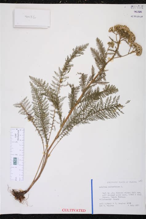 Achillea Millefolium Species Page Isb Atlas Of Florida Plants