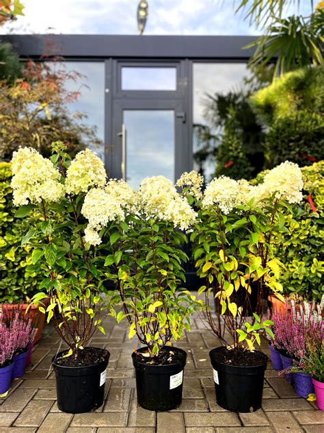 Гортензия Бобо – Lux Garden