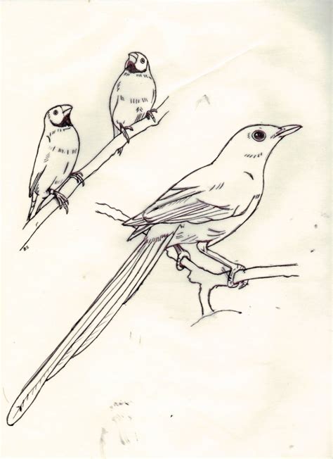 Luke J J Murray: Line drawings of birds