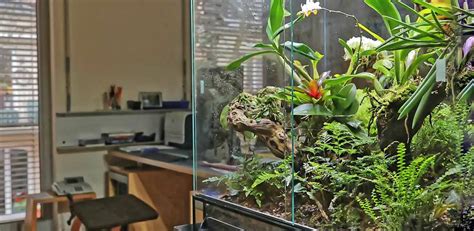 Do Chameleons Make Good Pets?