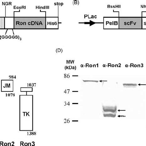 Schematic Representation Of The Expression Cassettes Of Vectors Used In