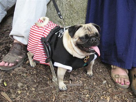 Мопсы в костюмах пиратов