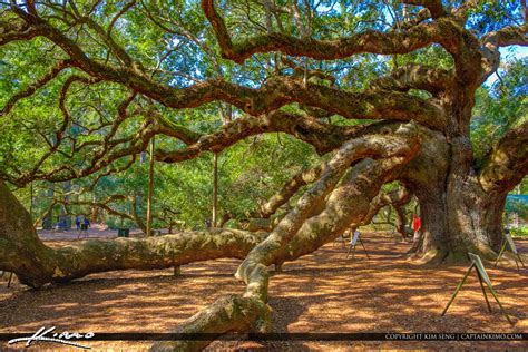 Angel Oak Tree Johns Island Charleston South Carolina Royal Stock Photo