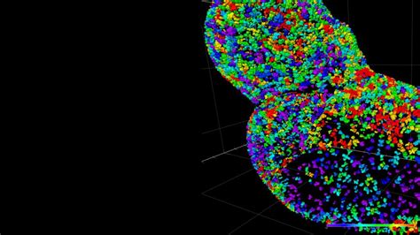 3d Volume Electron Microscopy Explores Mitochondrial And Muscle