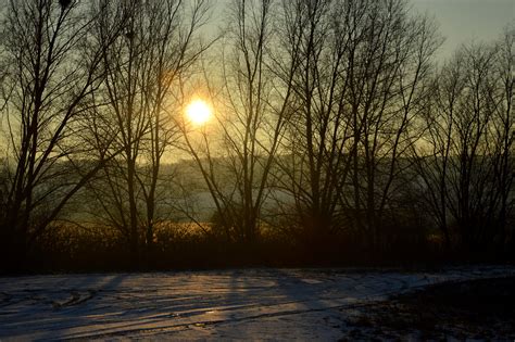 Free Images Landscape Tree Nature Forest Branch Snow Cold Winter Light Sun Fog