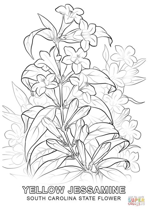 South Carolina State Flower Coloring Page Free Printable Garden