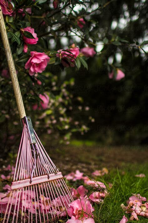 Pink Rake Underneath A Magnolia Tree In The Front Yard Of A Farmhouse