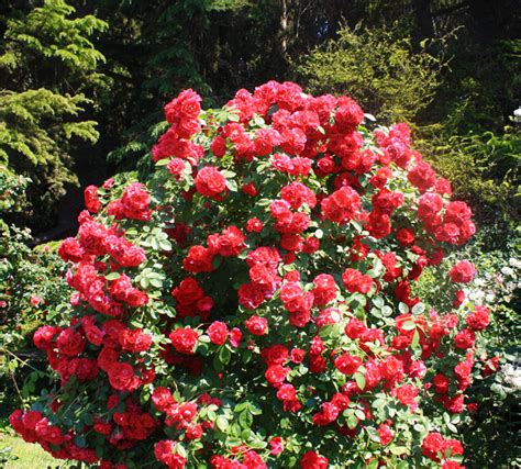 Роза Плетистая Красная Фото И Описание – Telegraph