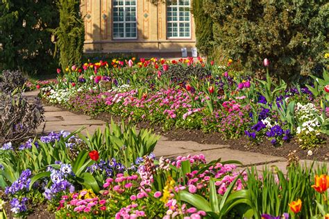 Колеос цветы в клумбе - 61 фото