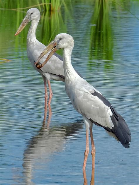 20 Stork Species The Worlds Rarest Birds