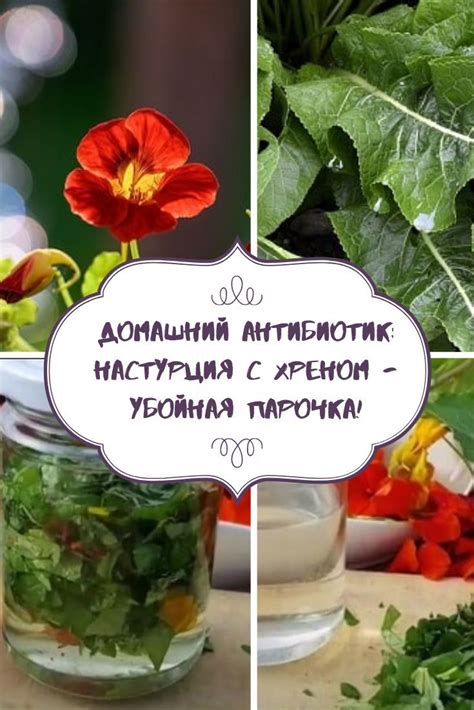 Домашний антибиотик | Природные антибиотики, Растения, Горчичное масло